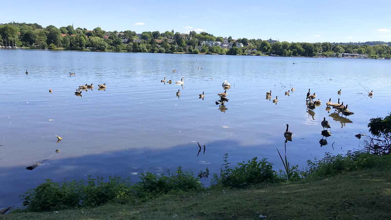 Enten schwimmen in der Ruhr